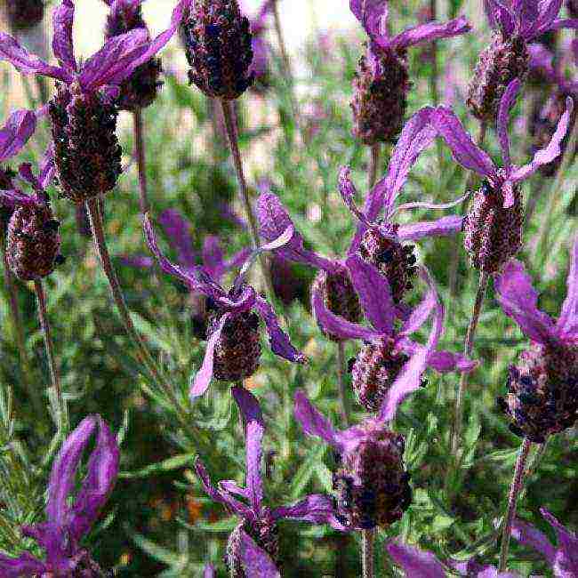 lavender planting and care at home in the open field