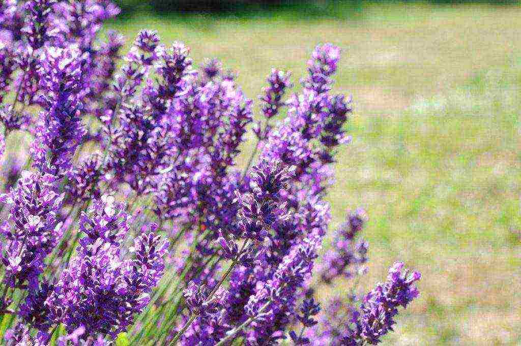 lavender planting and care at home in the open field