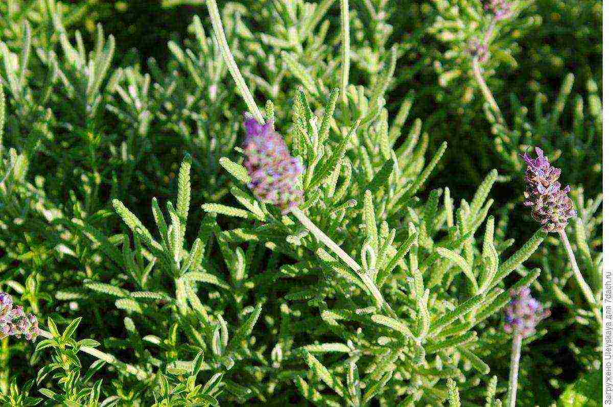 lavender planting and care at home in the open field