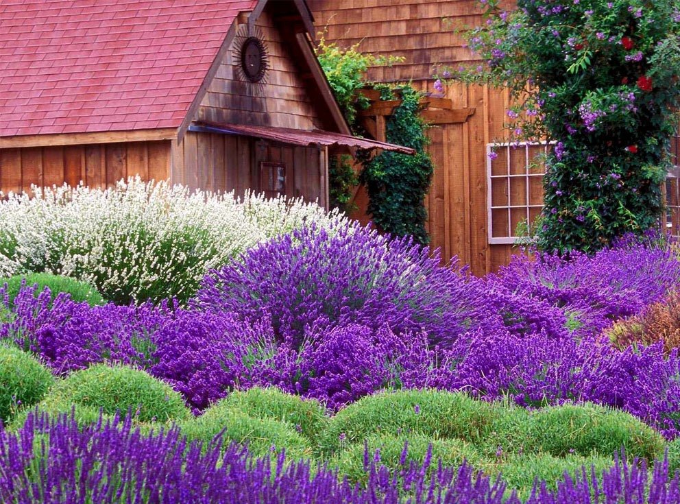 pagtatanim at pangangalaga ng lavender sa bahay sa bukas na bukid