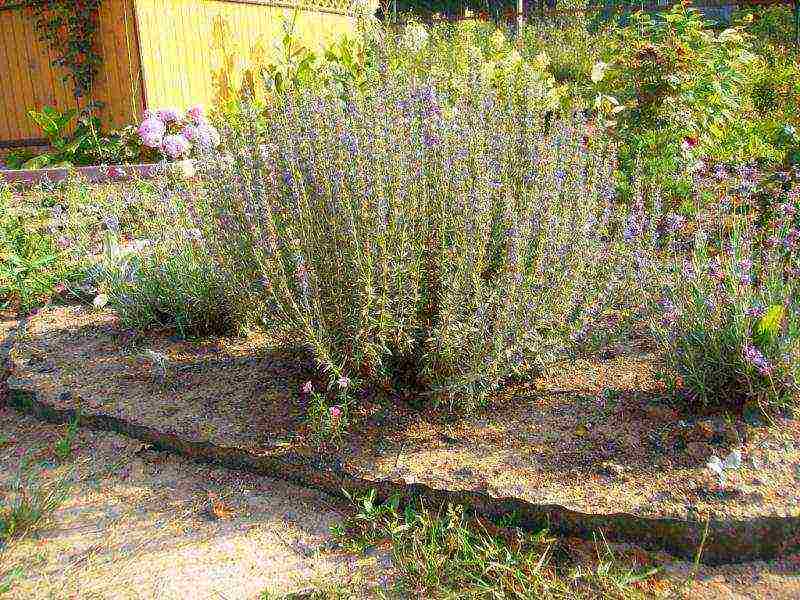 lavender planting and care at home in the open field