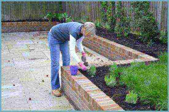 lavender planting and care at home in the open field