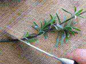 lavender planting and care in the open field from seeds