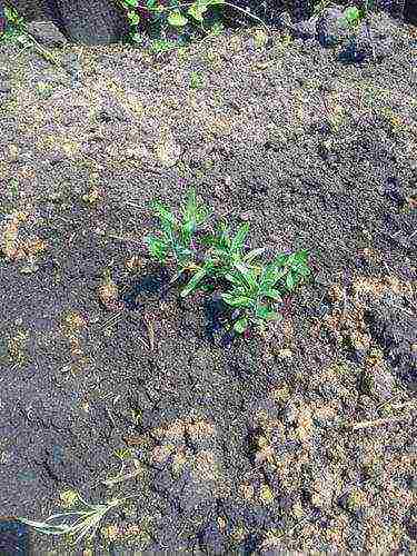 lavender planting and care in the open field from seeds