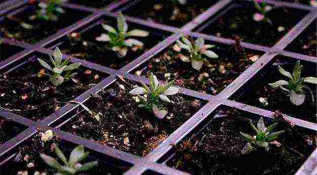 lavender planting and care in the open field from seeds