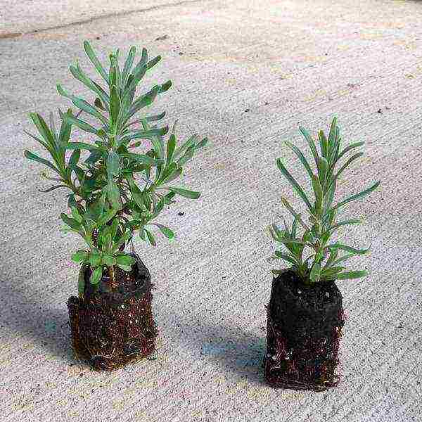 lavender planting and care in the open field from seeds