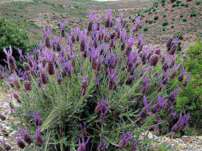 lavender planting and care in the open field from seeds