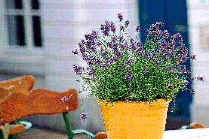 lavender planting and care in the open field in the kuban