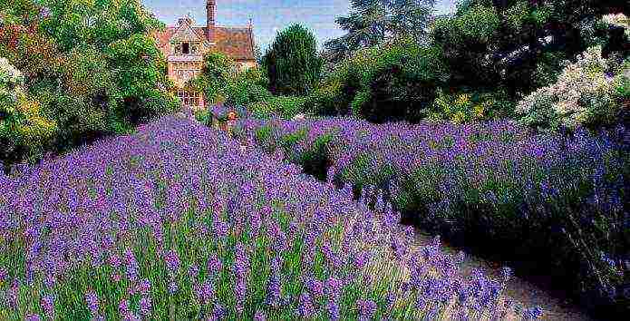 lavender planting and care in the open field in the kuban