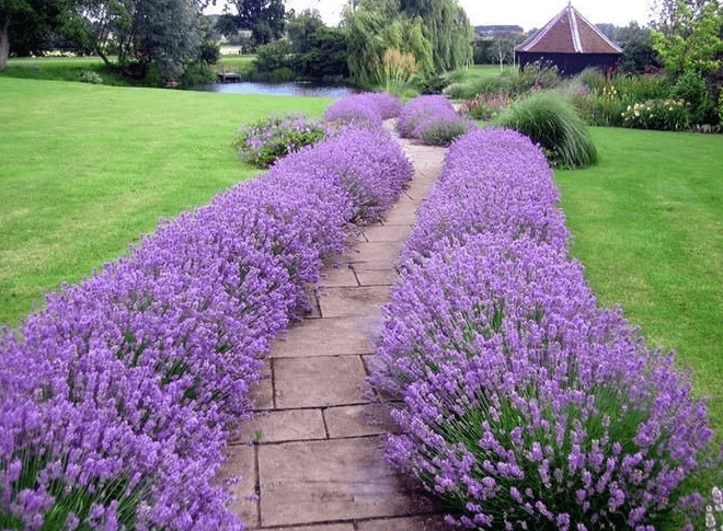 lavender planting and care in the open field in the kuban