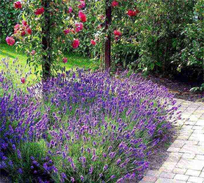 lavender planting and care in the open field in the kuban