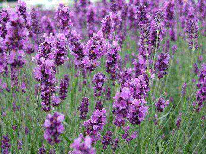 lavender planting and care in the open field in the kuban