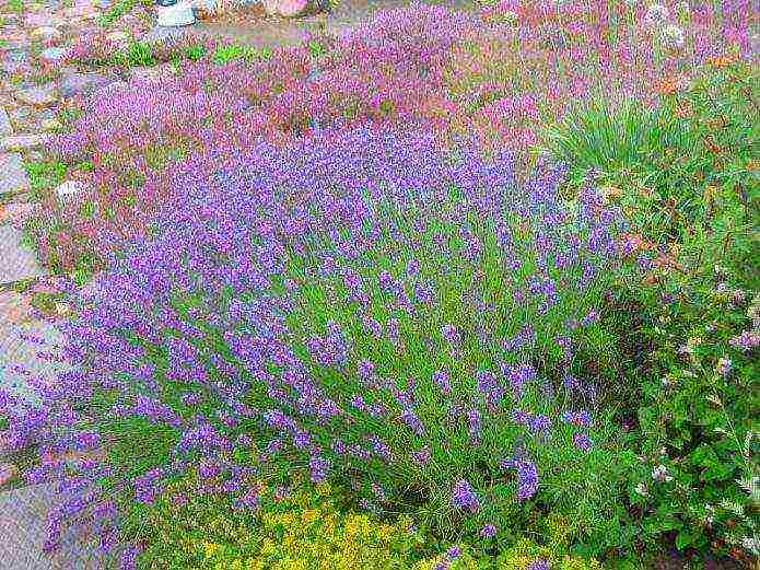 lavender planting and care in the open field in the kuban