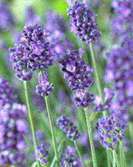 lavender planting and care in the open field in the kuban