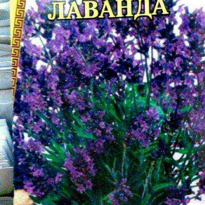 pagtatanim at pag-aalaga ng lavender sa labas ng kuban