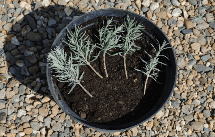 lavender planting and care in the open field in the kuban