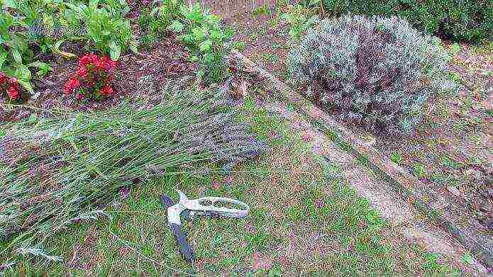 pagtatanim at pag-aalaga ng lavender sa labas ng kuban