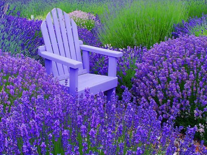 lavender planting and care outdoors in the kuban