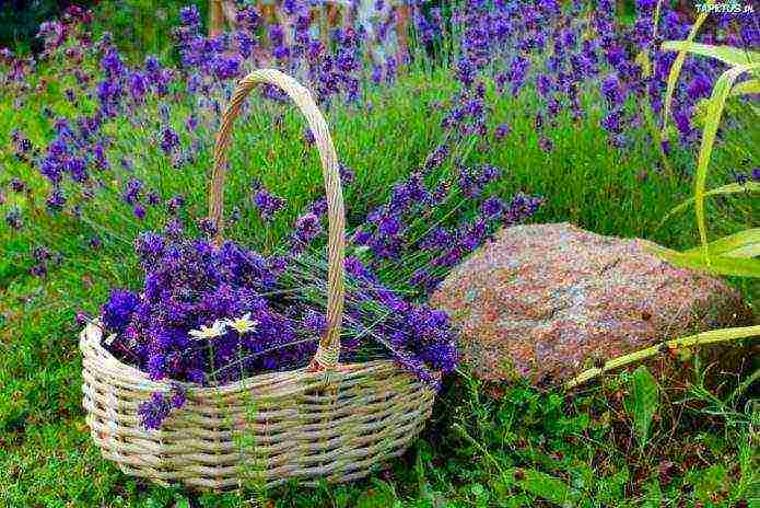 lavender planting and care outdoors in the kuban