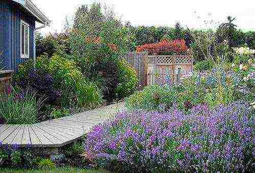 lavender planting and care outdoors in the kuban