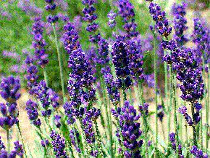 lavender planting and care outdoors in the kuban