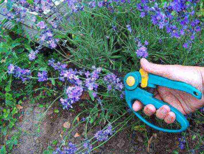 lavender planting and care outdoors in the kuban