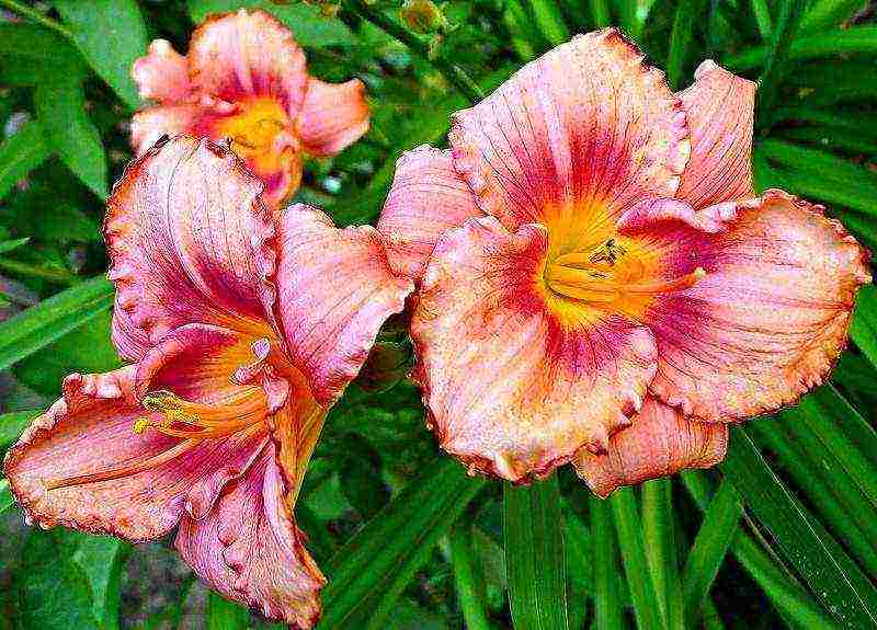 daylily malalaking bulaklak pinakamahusay na mga pagkakaiba-iba