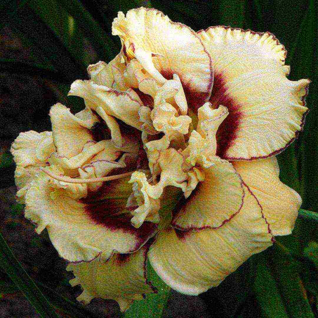 daylilies large-flowered best varieties