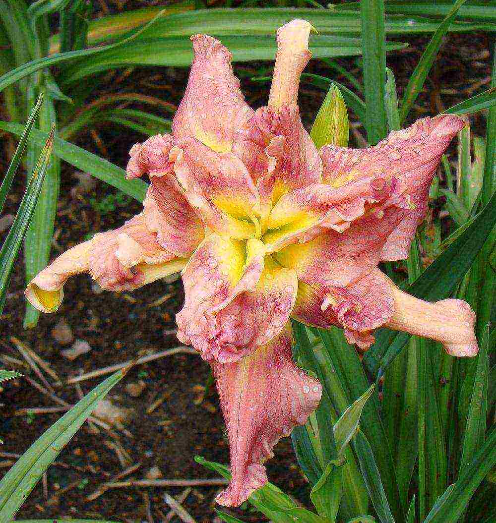 daylilies large-flowered best varieties