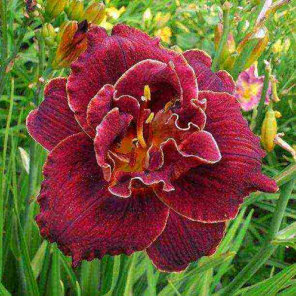 daylilies large-flowered best varieties