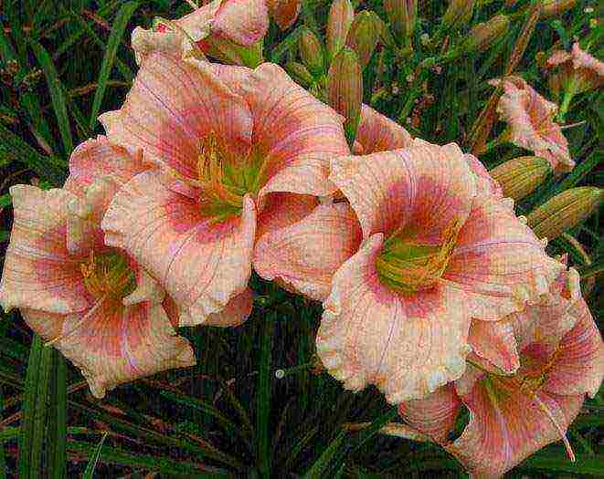 daylilies large-flowered best varieties