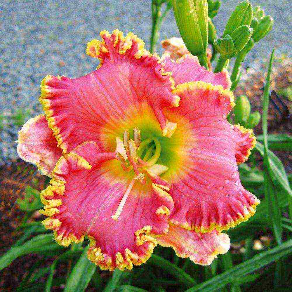 daylilies large-flowered best varieties