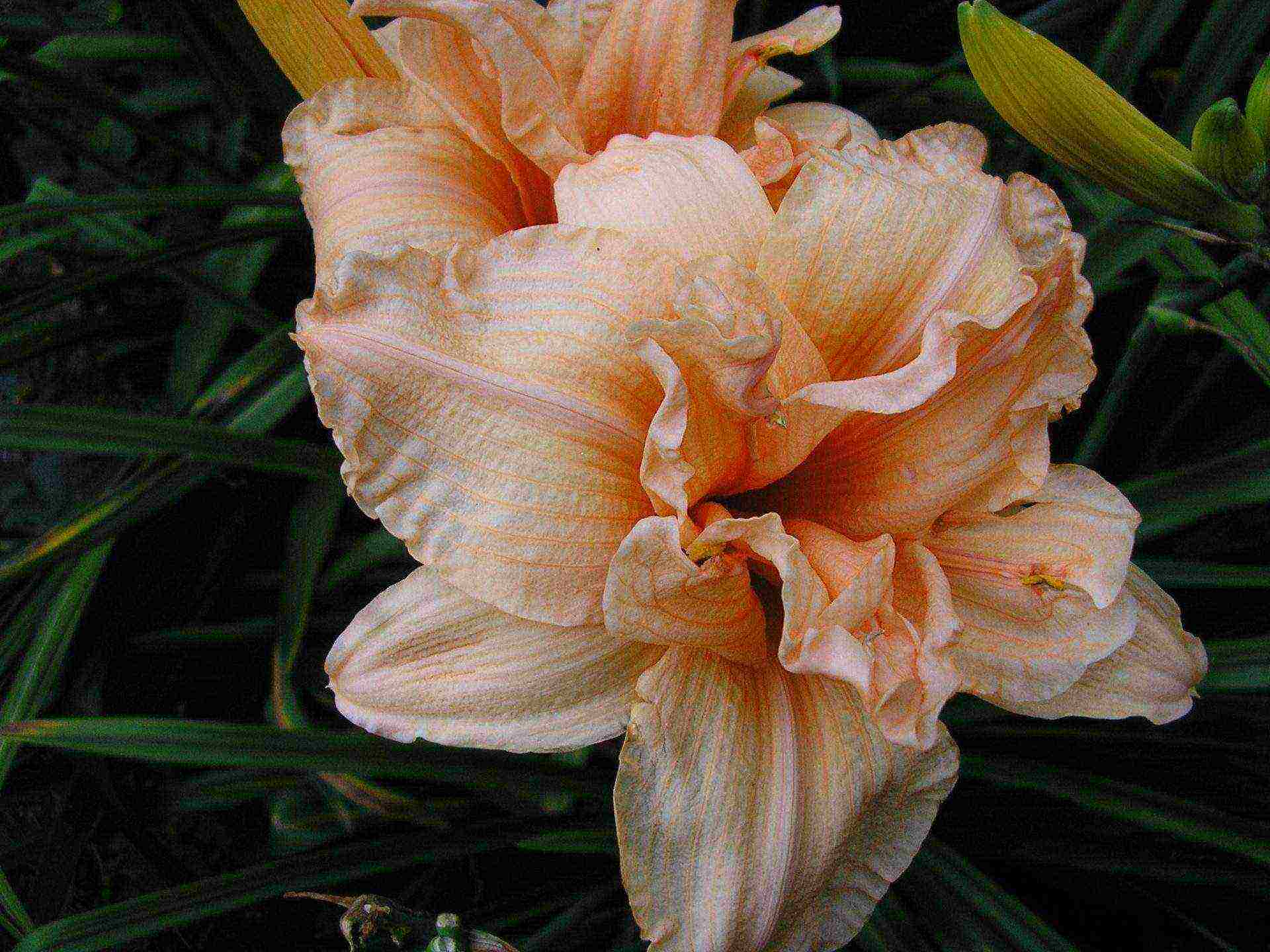 daylilies large-flowered best varieties