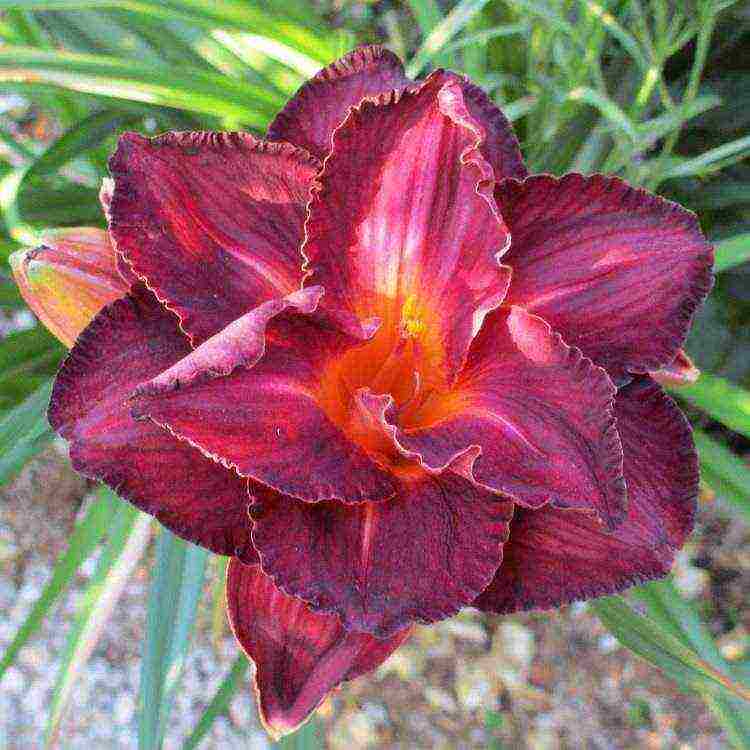 daylilies large-flowered best varieties