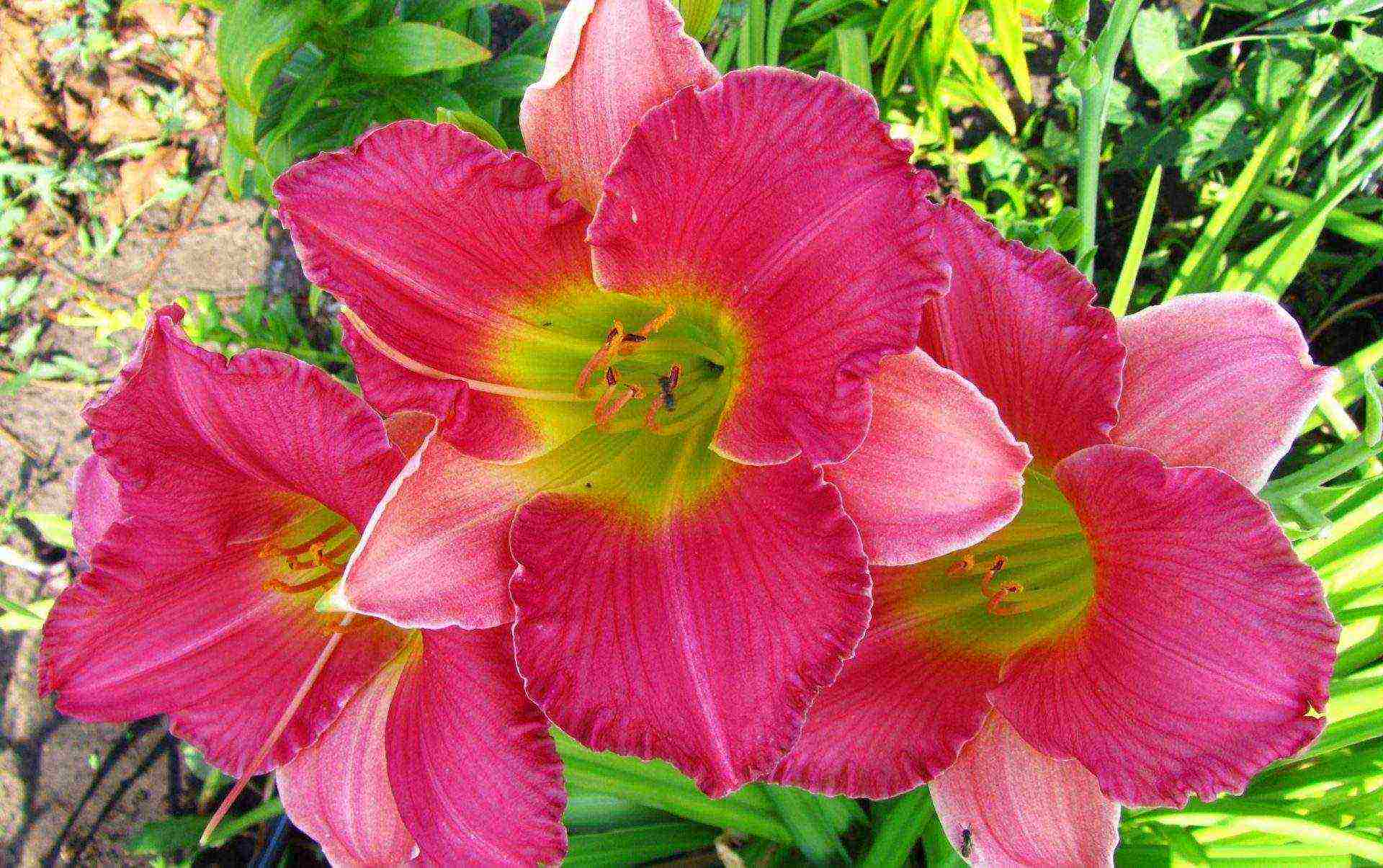 daylily malalaking bulaklak pinakamahusay na mga pagkakaiba-iba