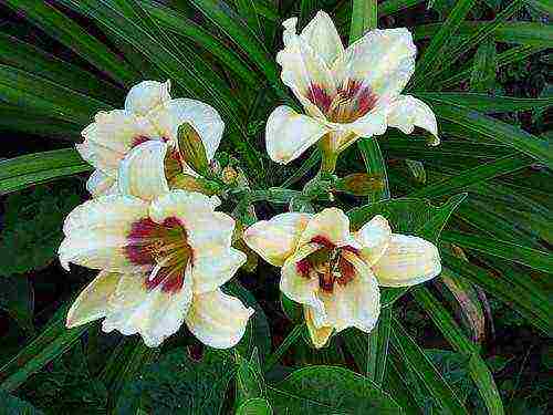 daylilies large-flowered best varieties