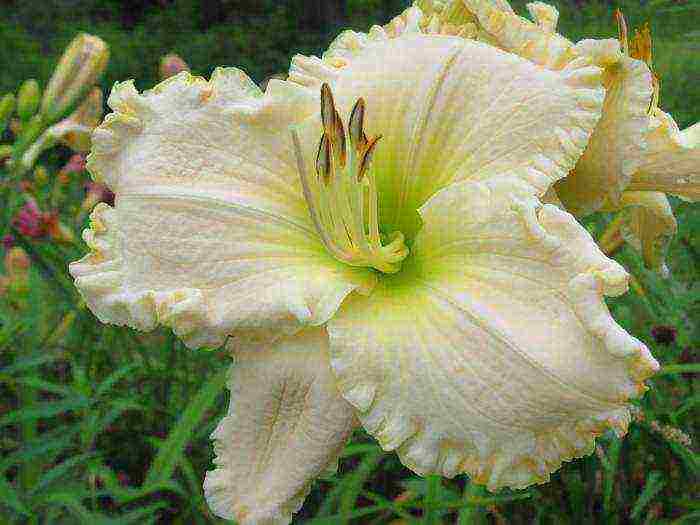 daylily malalaking bulaklak pinakamahusay na mga pagkakaiba-iba