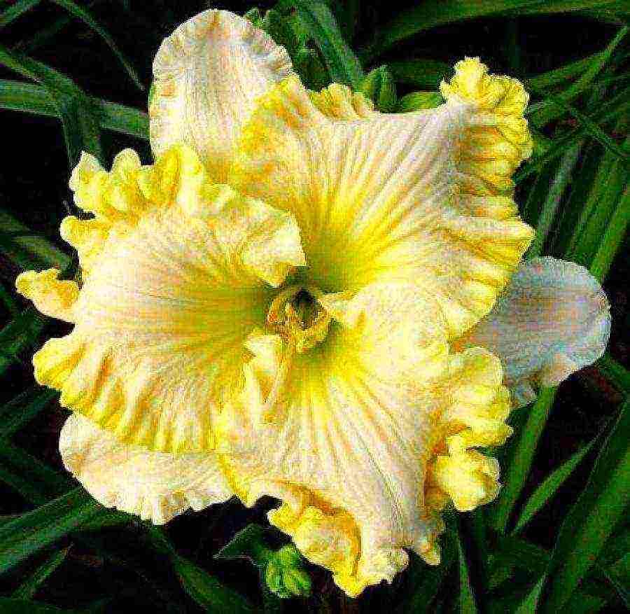 daylily malalaking bulaklak pinakamahusay na mga pagkakaiba-iba