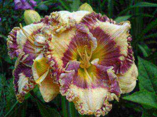 daylilies large-flowered best varieties