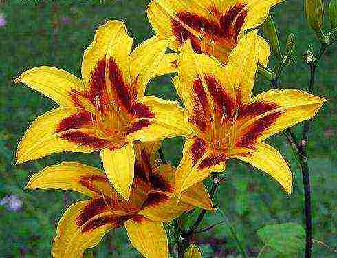 daylilies large-flowered best varieties