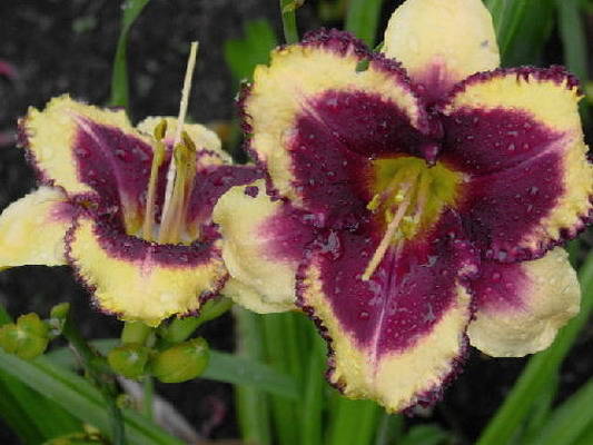 daylilies large-flowered best varieties