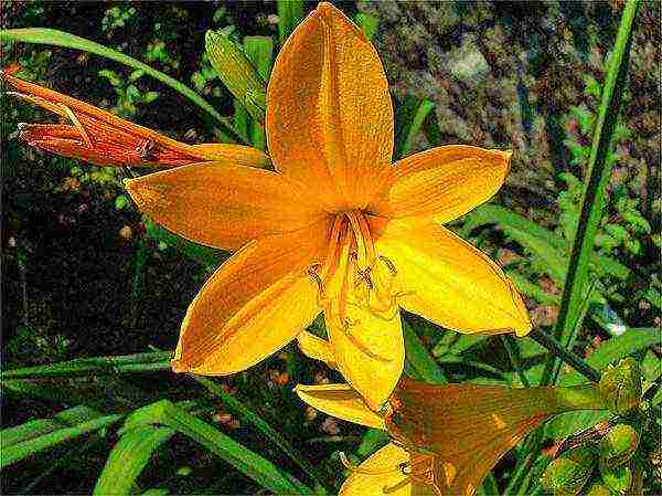 daylily malalaking bulaklak pinakamahusay na mga pagkakaiba-iba