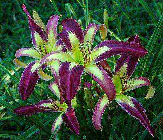 daylilies large-flowered best varieties