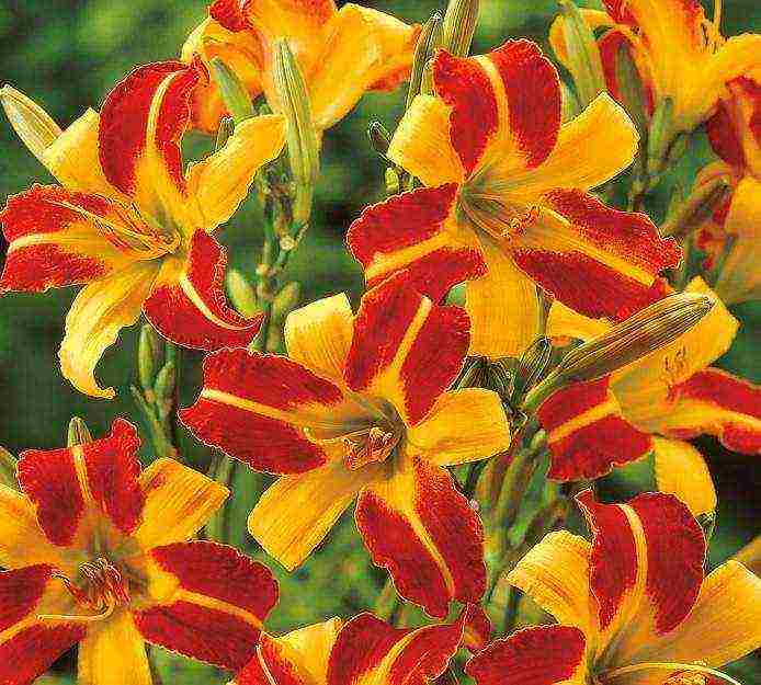 daylily malalaking bulaklak pinakamahusay na mga pagkakaiba-iba