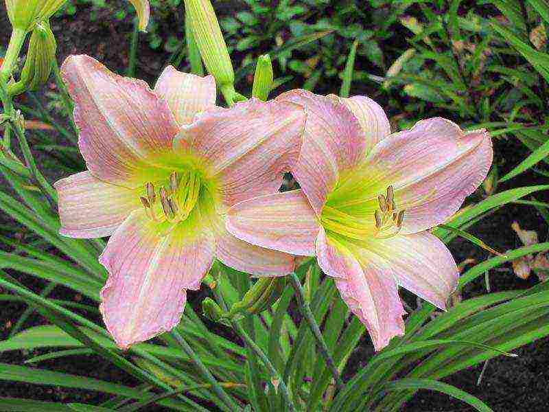 daylily malalaking bulaklak pinakamahusay na mga pagkakaiba-iba