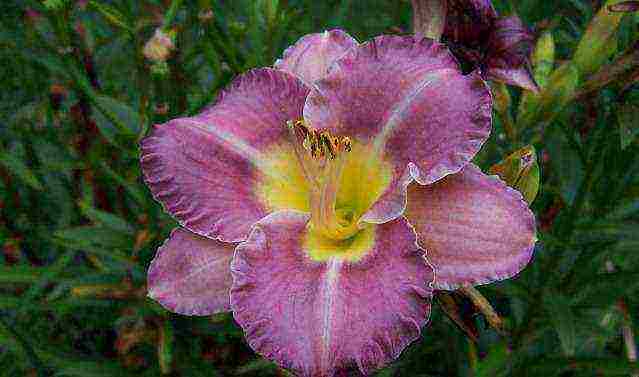 daylilies large-flowered best varieties