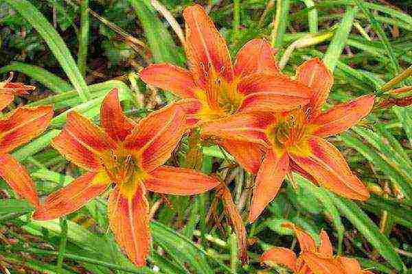 daylilies large-flowered best varieties