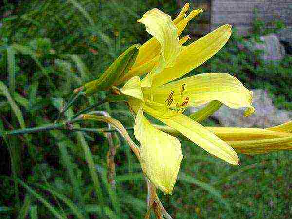 daylily malalaking bulaklak pinakamahusay na mga pagkakaiba-iba