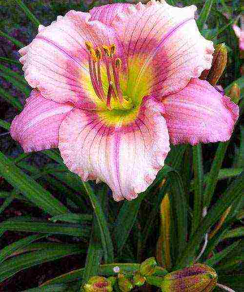 daylilies large-flowered best varieties