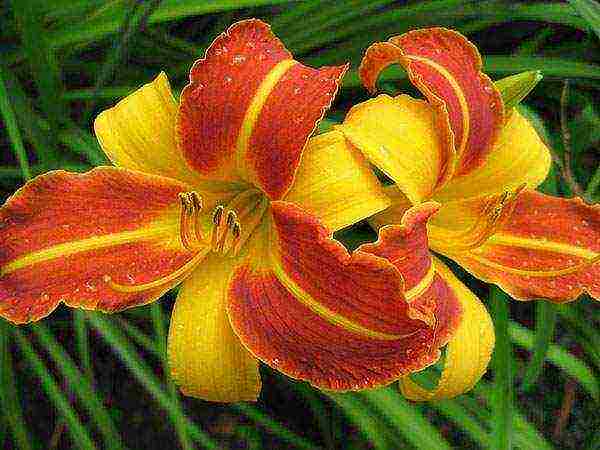 daylily malalaking bulaklak pinakamahusay na mga pagkakaiba-iba